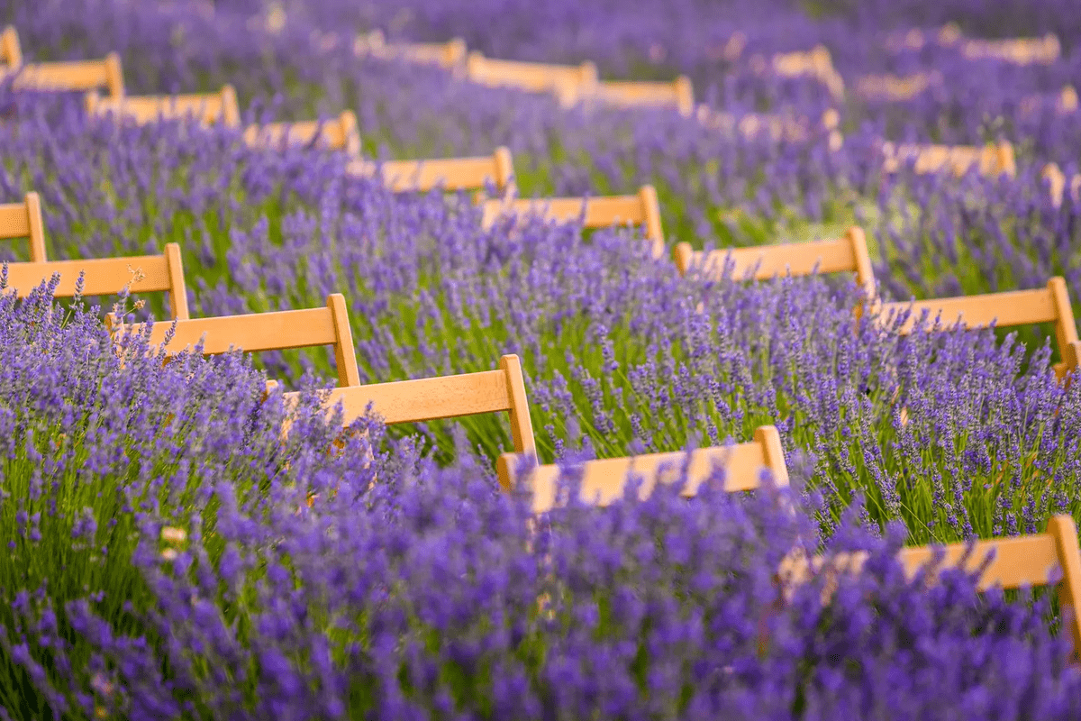 новости Испании, Фестиваль лавандовых полей в Бриуэге 2024, Festival Campos de Lavanda de Brihuega 2024, лавандовые поля Испании, лавандовые поля Бриуэге, новини Іспанії, Фестиваль лавандових полів у Бріхуеге 2024, лавандові поля Іспанії, лавандові поля Бріхуеге, Spain news, Brihuega Lavender Festival 2024, lavender fields of Spain, lavender fields of Brihuega, Noticias de España, Festival Campos de Lavanda de Brihuega 2024, campos de lavanda de España, campos de lavanda de Brihuega