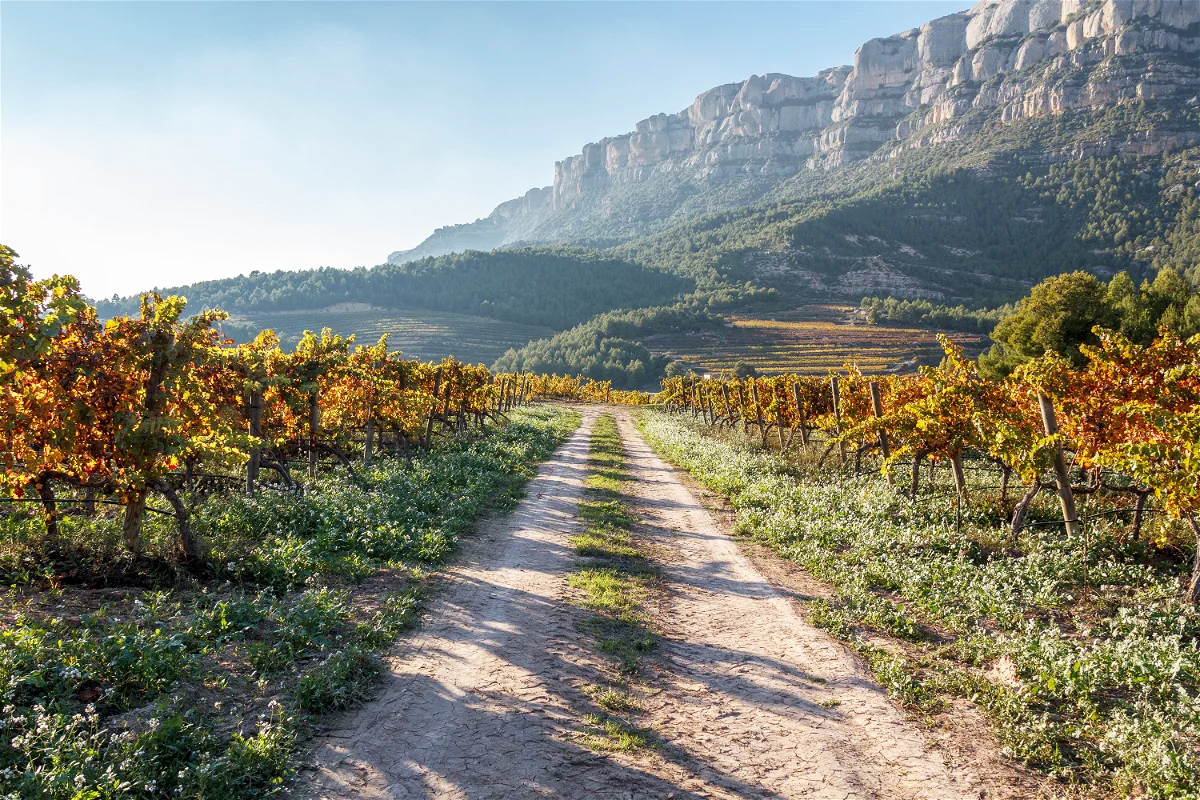 winiarnia Clos Galena, винодельня Clos Galena Приорат Таррагона Каталония, виноробня Clos Galena, bodega Clos Galena, winery Clos Galena Priorat Tarragona Catalonia, cave Clos Galena