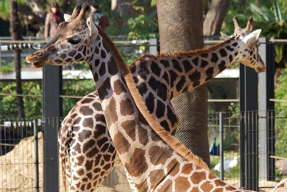 Zoo Barcelona