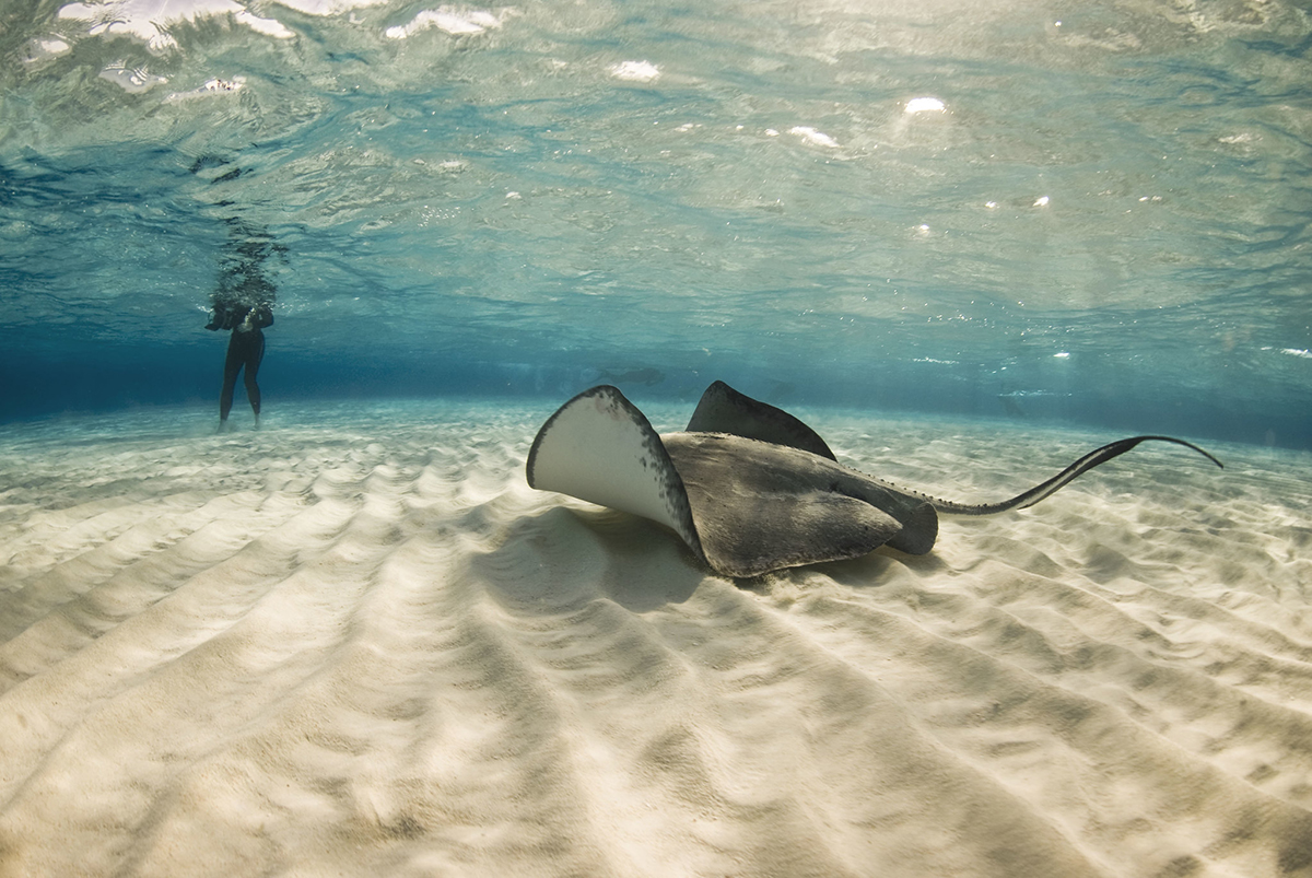 скат на пляже Форум в Барселоне, скат на пляжі Форум в Барселоні, stingray on Forum Beach in Barcelona, raie pastenague sur la plage Forum de Barcelone, raya en la playa del Fórum de Barcelona, płaszczka na plaży Forum w Barcelonie