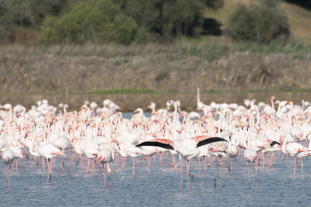 Parque Nacional y Natural de Doñana, Национальный и природный парк Доньяна, Doñana National and Natural Park, Park Narodowy i Przyrodniczy Doñana, Національний і природний парк Доньяна, Parc national et naturel de Doñana