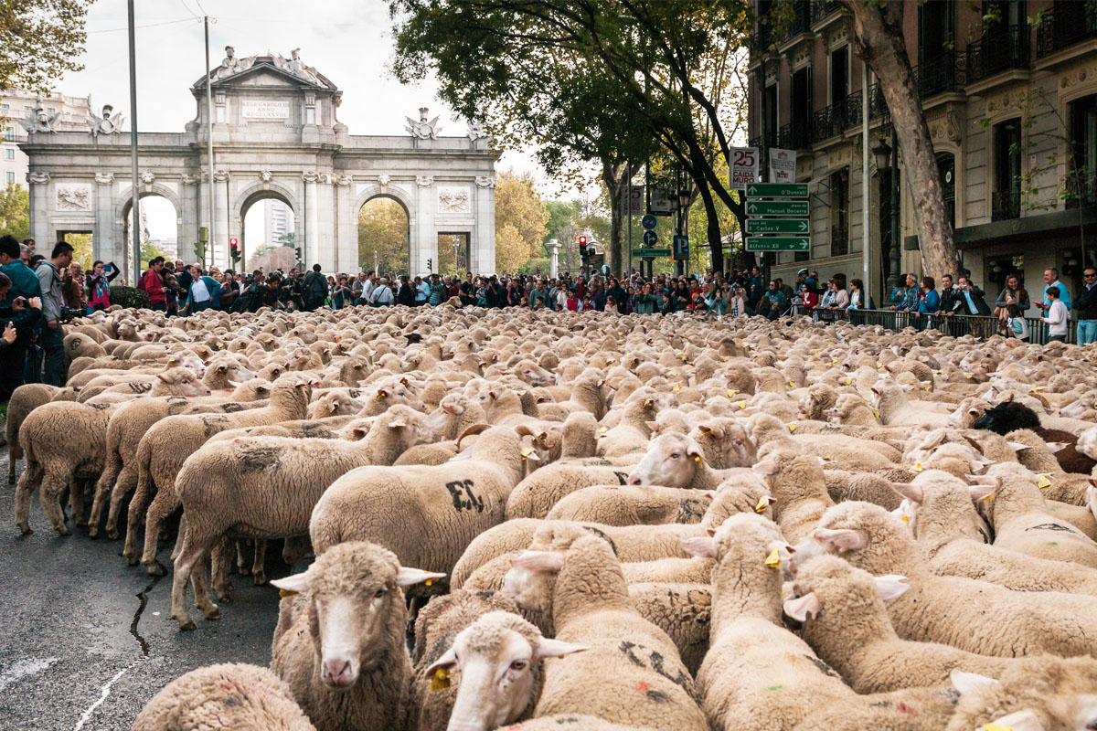 Fiesta de la Trashumancia 2024