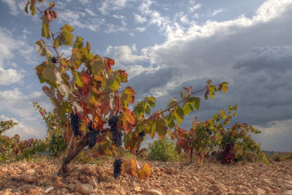 Лоза винограду сорту бобаль, parra de la variedad bobal, виноградная лоза сорта бобаль, bobal grapevine, winorośl bobal, vigne de la variété bobal